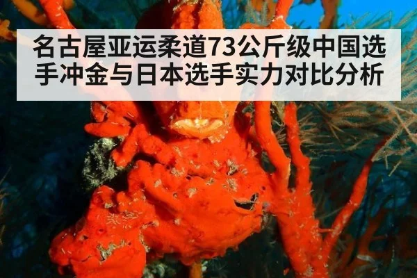 名古屋亚运柔道73公斤级中国选手冲金与日本选手实力对比分析